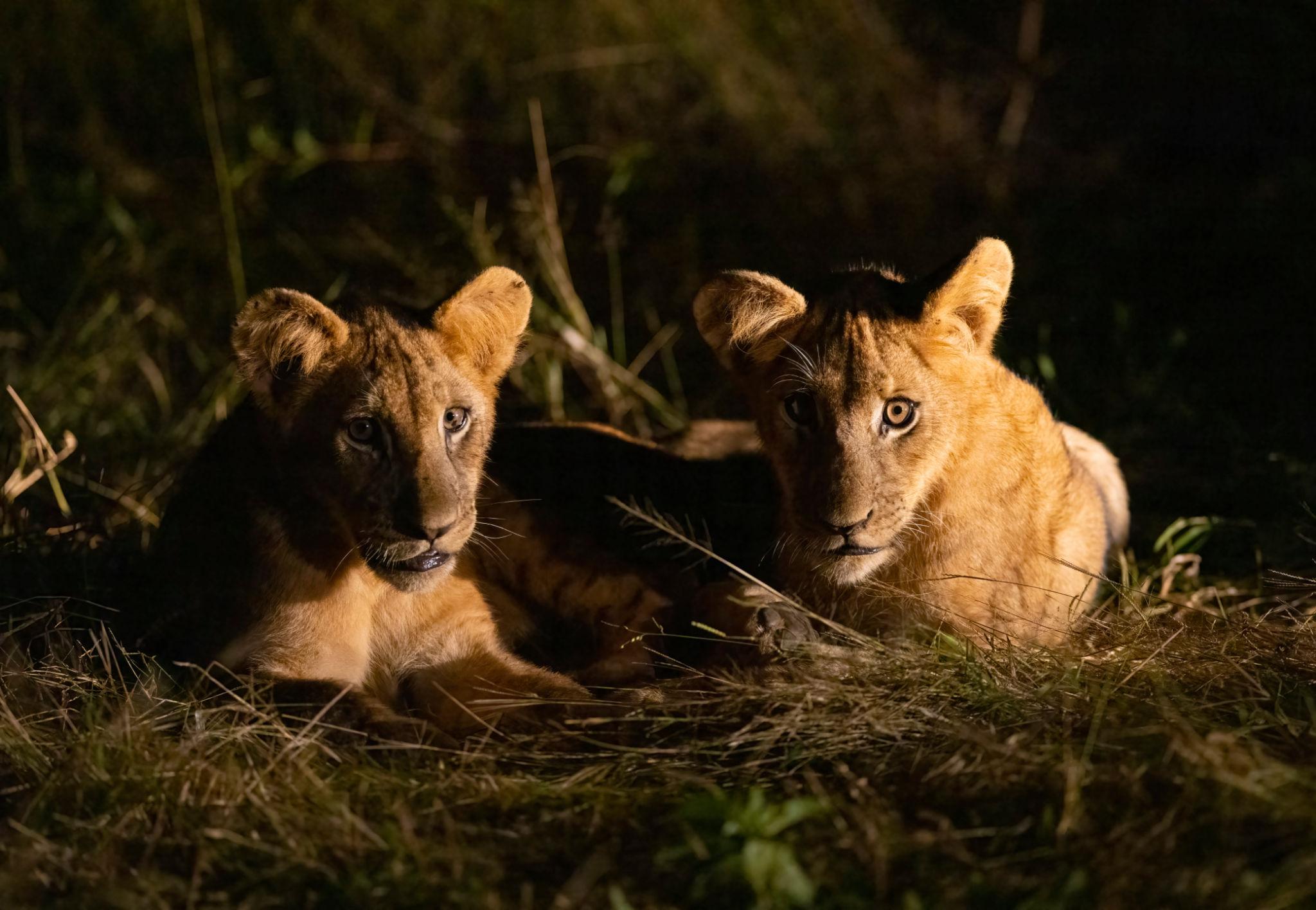Lions are classic ambush predators, and this hunting style plays a central role in understanding Why Lions Hunt More at Night. Unlike animals built for endurance, lions rely on short bursts of speed and power. Their success depends heavily on how close they can get to their prey before launching an attack.
