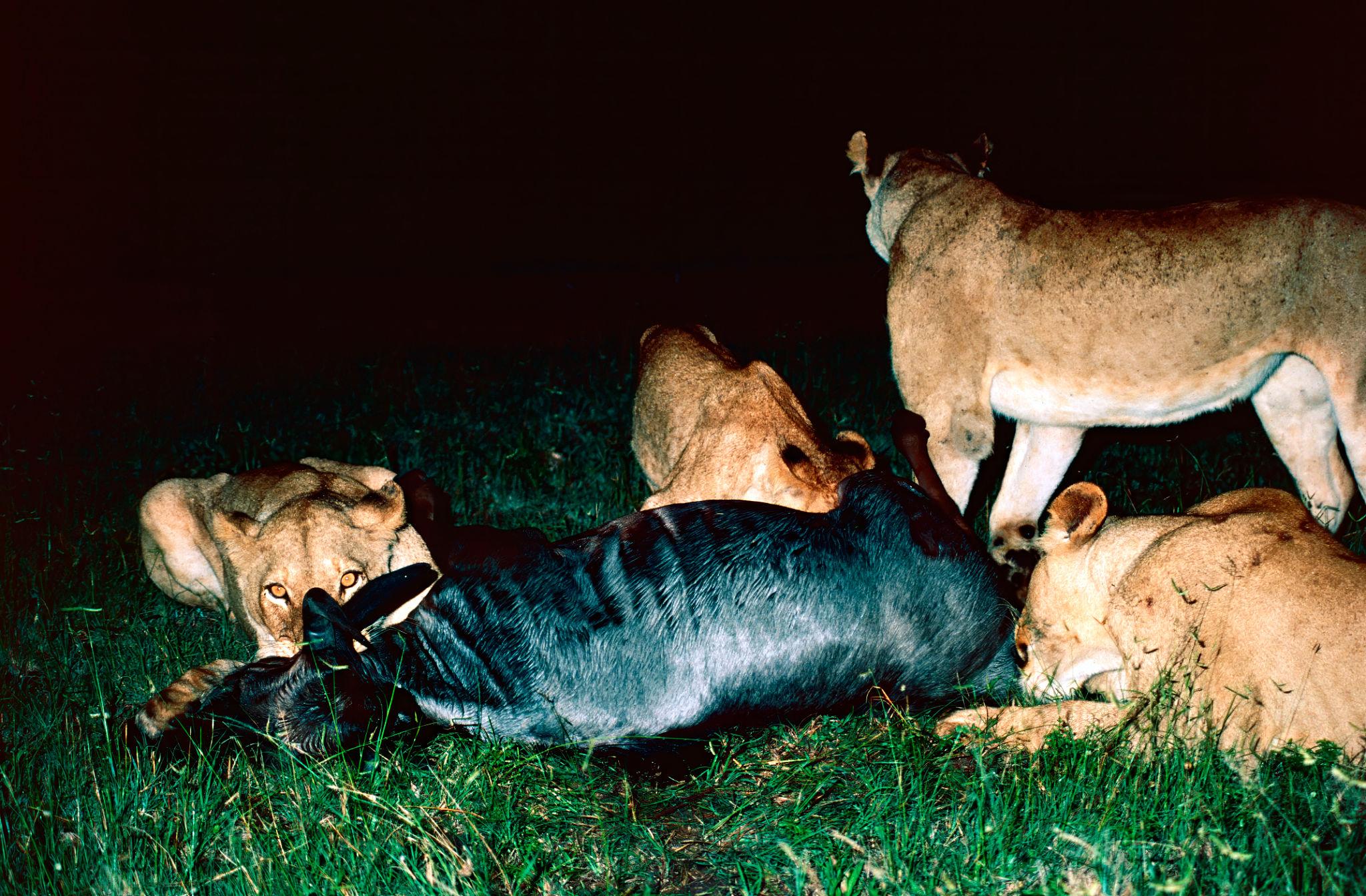 Another important factor behind Why Lions Hunt More at Night is the impact of temperature on energy use and physical performance. The African savannah can be extremely hot during the day, with temperatures often rising above 30°C (86°F). In such conditions, even short bursts of activity can lead to rapid exhaustion.