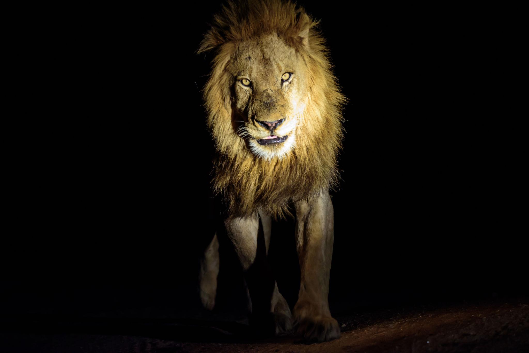 One of the strongest explanations for Why Lions Hunt More at Night lies in their exceptional ability to operate in low-light conditions. Lions possess a biological adaptation known as the tapetum lucidum, a reflective layer behind the retina that significantly enhances their night vision. This feature allows them to make the most of even minimal light, such as moonlight or starlight, giving them a clear visual advantage after sunset.