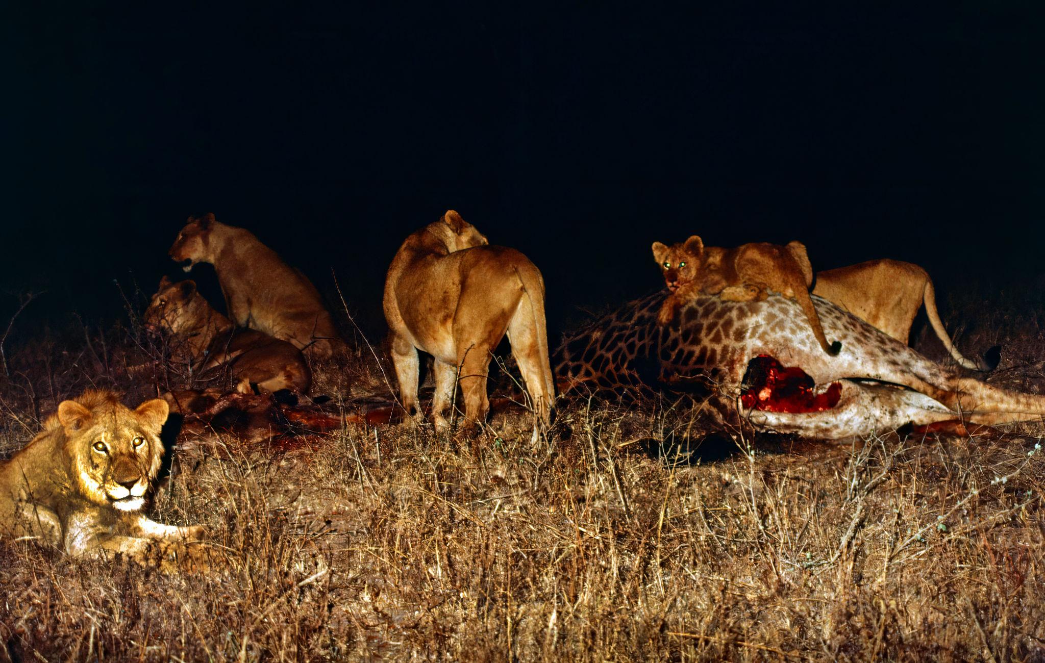 Understanding Why Lions Hunt More at Night is one of the most fascinating aspects of African wildlife behavior. Lions are powerful predators, but their success is not just about strength—it is about strategy, timing, and survival instincts refined over thousands of years.