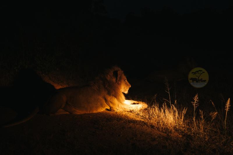 Another major factor behind Why Lions Hunt More at Night is their unique social structure. Lions are the only big cats that live and hunt in organized groups known as prides. This teamwork gives them a significant advantage, especially when hunting larger or more alert prey.