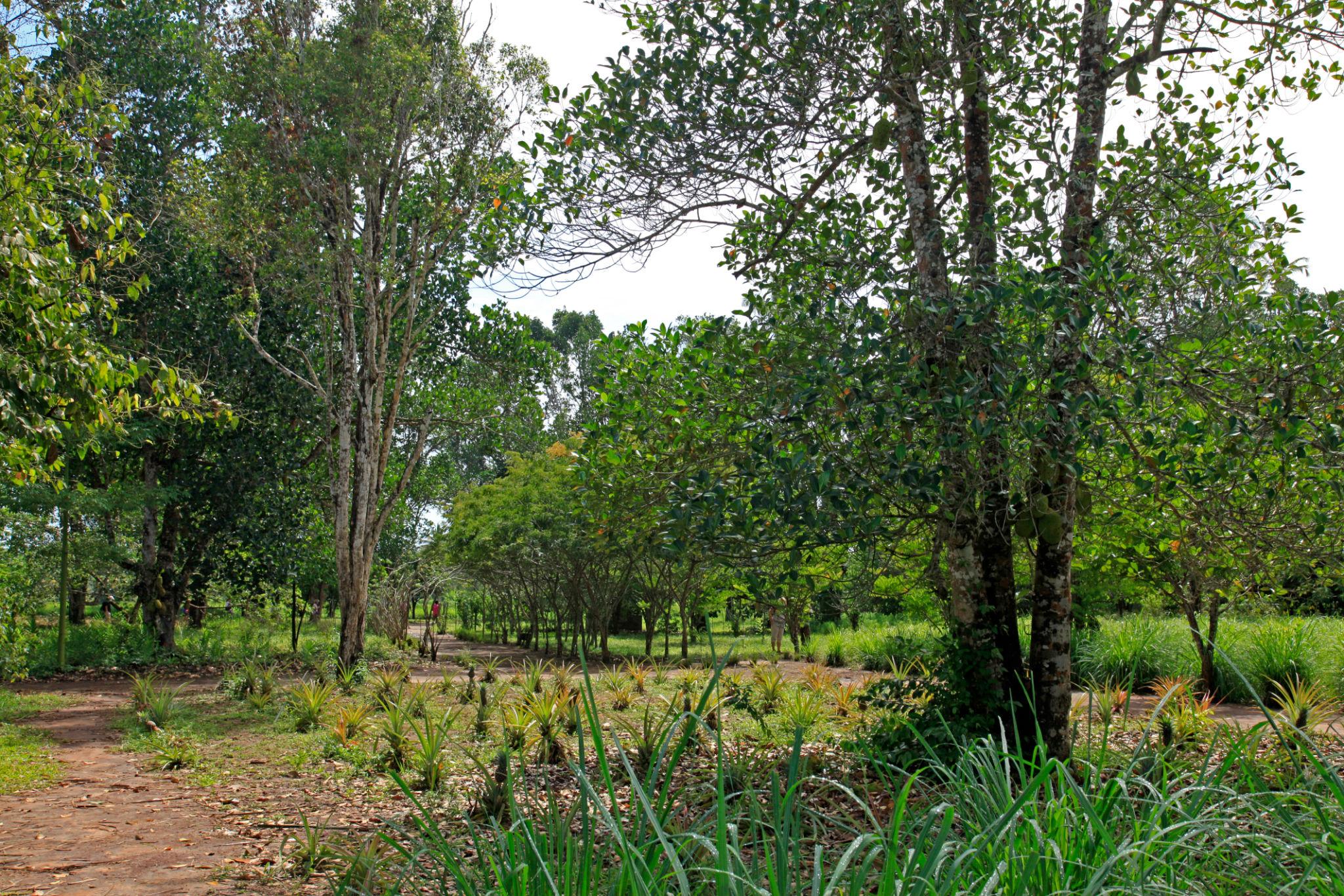 Zanzibar’s identity as the “Spice Island” is deeply rooted in its history, and exploring spice farms is one of the most immersive ways to experience Zanzibar Beyond Beaches. These farms are not large industrial plantations but often small, family-run spaces where traditional farming methods are still practiced.