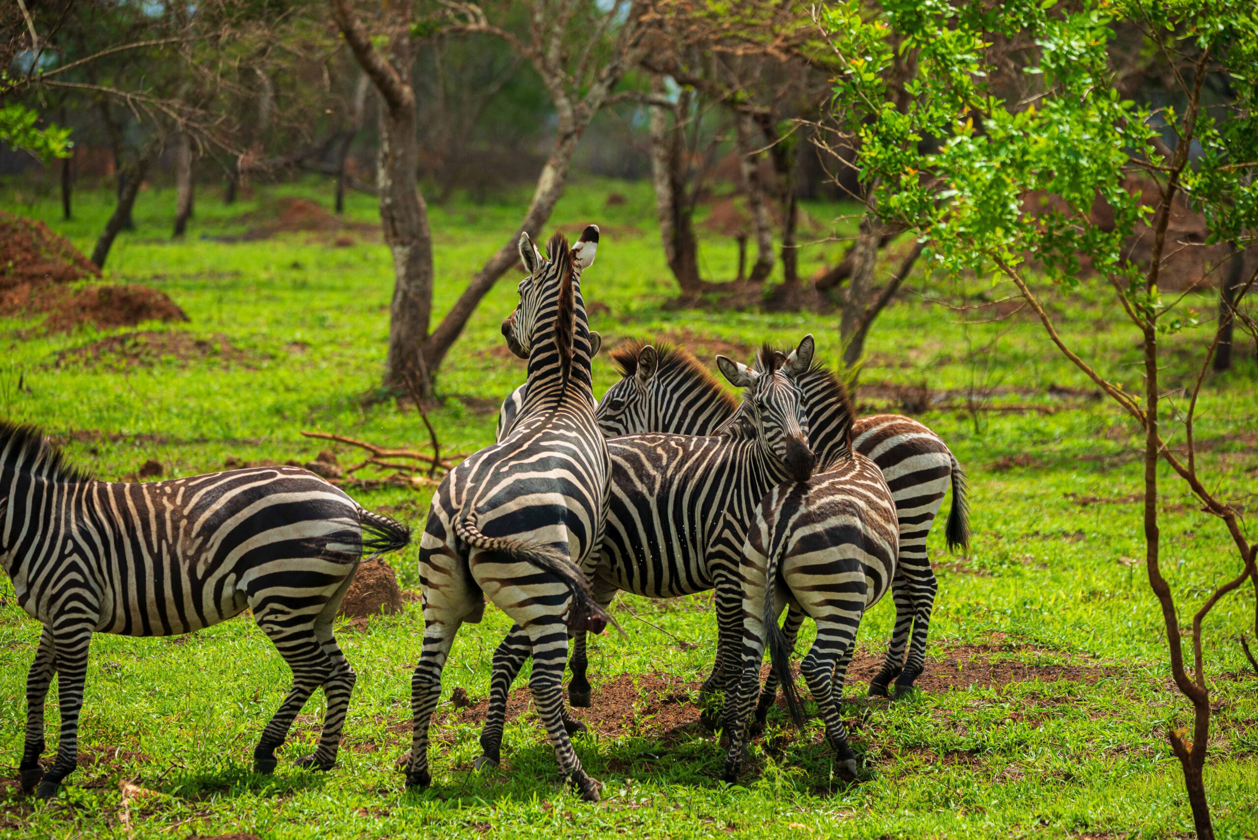 The Ultimate First African Safari Experience: What It Really Feels Like (Uganda vs Kenya vs Tanzania)