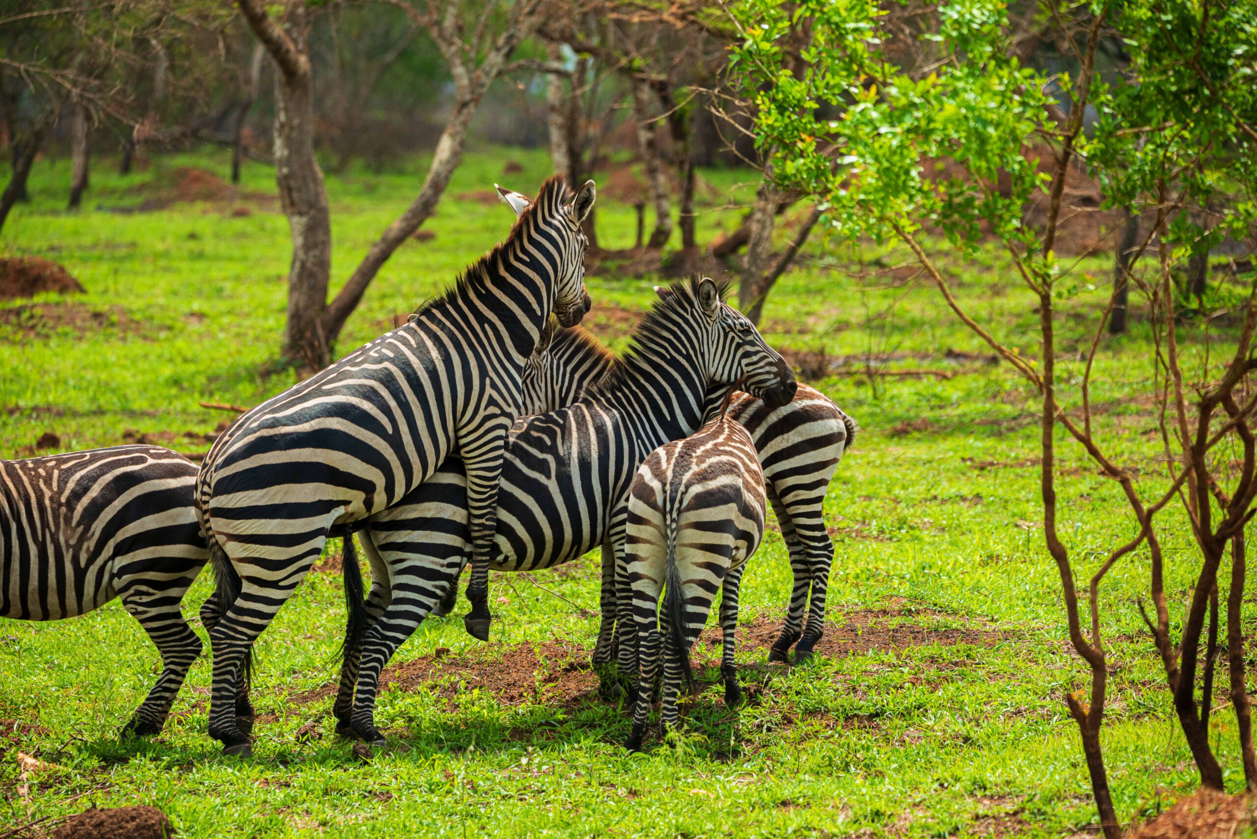 Budget planning is a central part of this First-Time Safari Planning Guide, as it determines the level of comfort, flexibility, and exclusivity you will experience.
