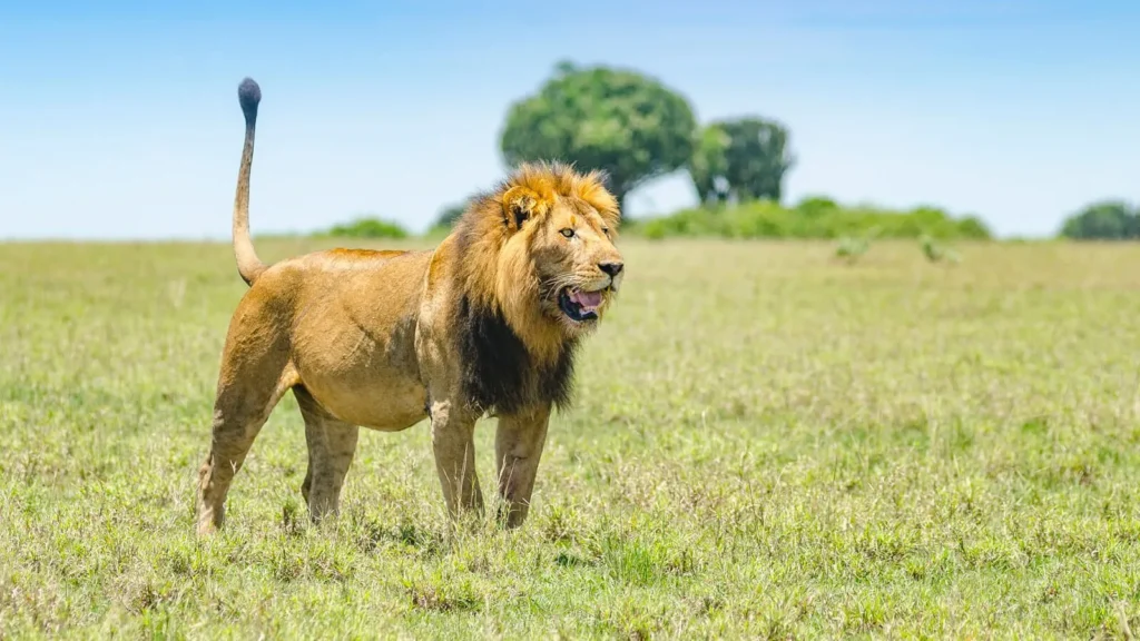 Wildlife encounters create a unique experience on safari with Pieland Gorilla Safaris to Quuen Elizabeth National Park.