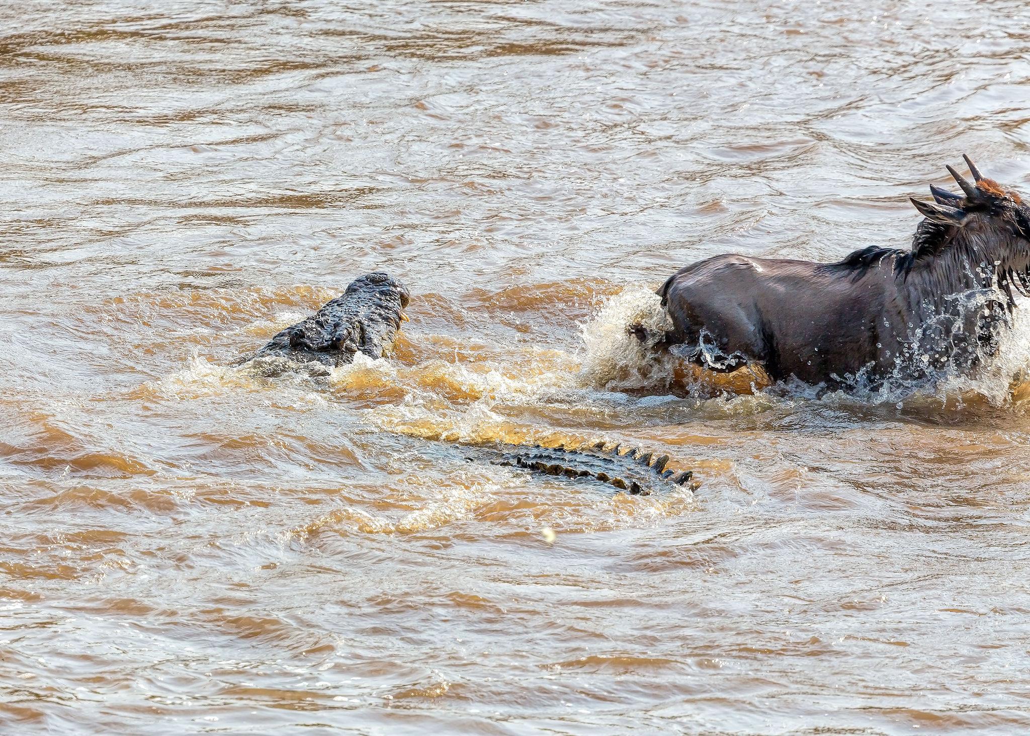 Is it common to see predators hunting on safari?
