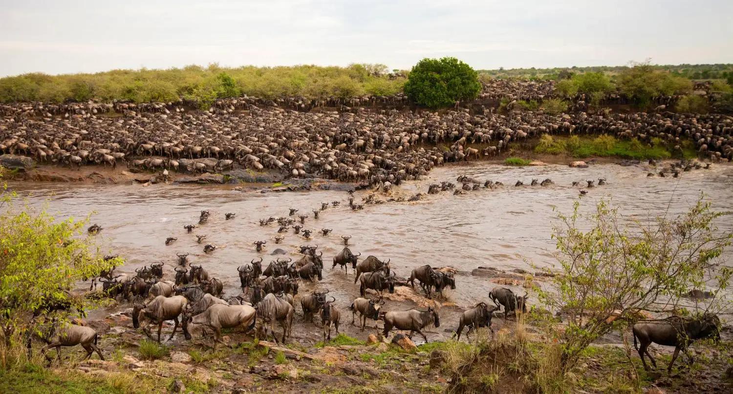When the movement begins, it happens suddenly. Thousands of animals surge into the water, creating a powerful and chaotic scene. Strong currents, steep banks, and the presence of predators—especially crocodiles—turn the crossing into a life-or-death struggle.
