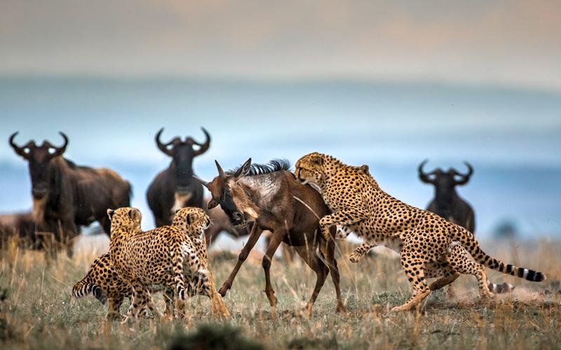Understanding Predator vs Prey transforms your safari from simple wildlife viewing into a deeper, more immersive experience.
