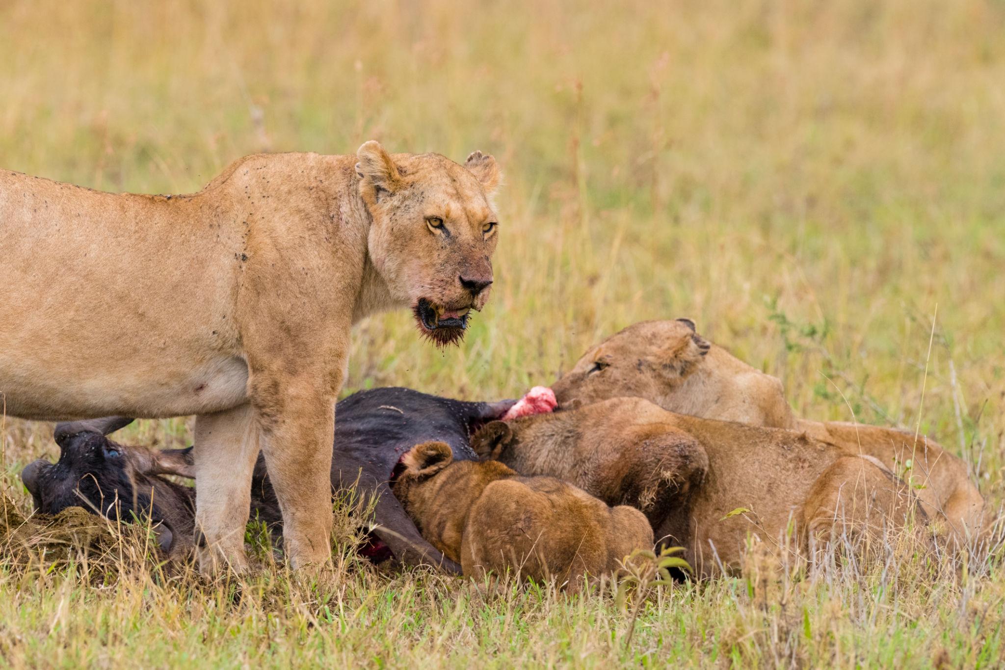 At Pieland Gorilla Safaris, we design experiences that bring you closer to the true rhythm of the wild, where Predator vs Prey unfolds naturally and authentically.
