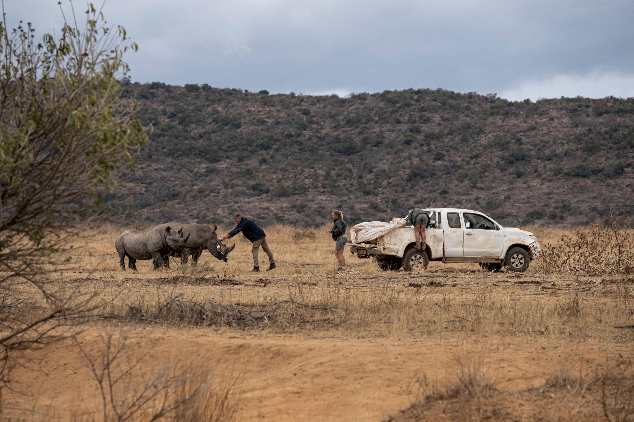 One of the primary reasons Why You Rarely See Rhinos is their low population compared to other wildlife species. While Africa is rich in biodiversity, rhinos exist in far smaller numbers than animals like elephants, zebras, or antelope, making encounters naturally less frequent. 