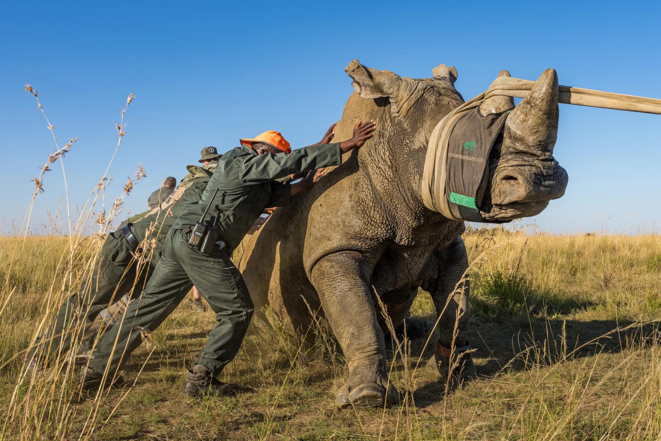 Conservation efforts are essential to understanding Why You Rarely See Rhinos today. Due to the ongoing threat of poaching, rhinos are among the most heavily protected animals in Africa. 