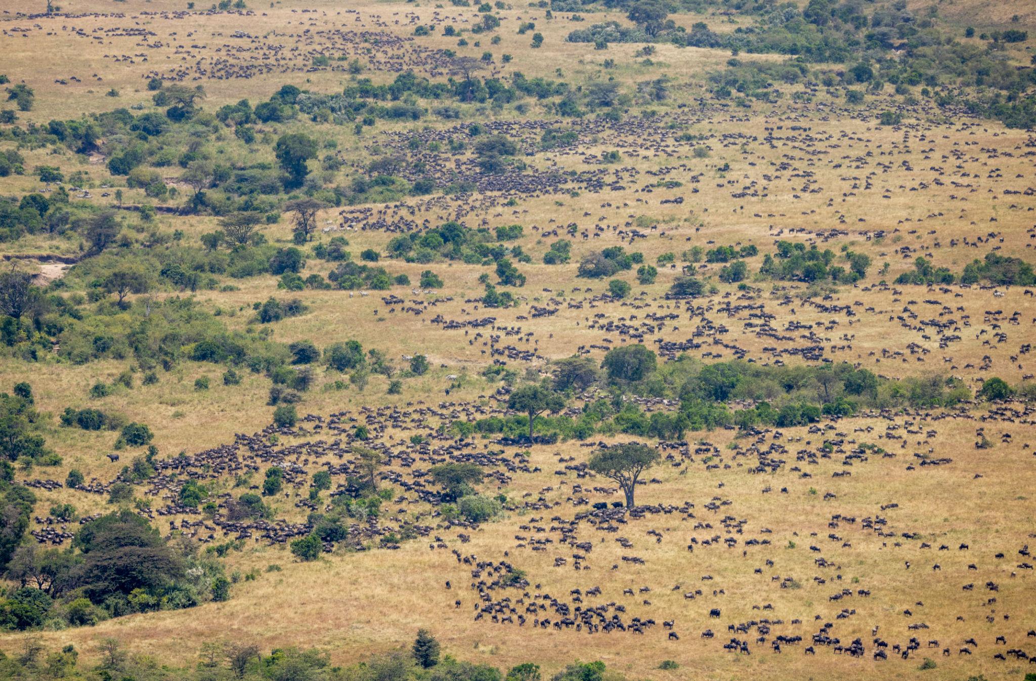 One of the most defining answers to What Makes the Great Migration So Unique is its extraordinary scale. Nowhere else on Earth does such a massive number of large mammals move together across open landscapes in a synchronized, seasonal journey.
