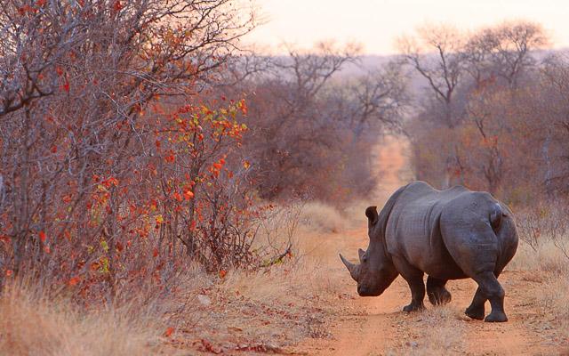 Despite the challenges, knowing where to go can greatly improve your chances of understanding Why You Rarely See Rhinos—and actually seeing them in the wild. 