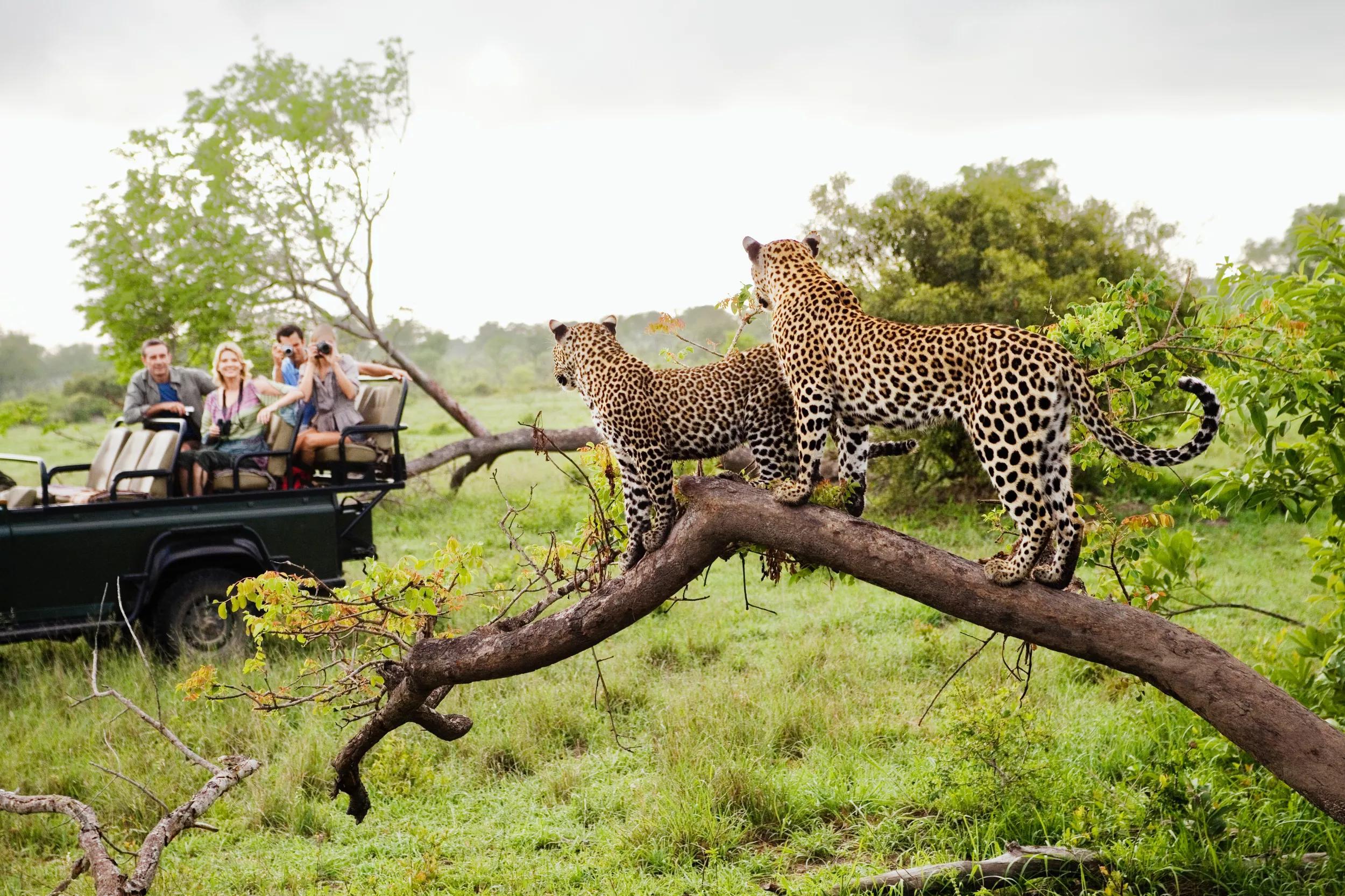 ne of the most important aspects of Leopard Behavior Explained for Safari Travelers is their solitary lifestyle. Unlike lions, which live in prides, leopards prefer to operate alone. This independence allows them to move quietly through their territory without drawing attention from competitors or prey.
Each leopard controls its own territory, which it carefully marks using scent markings such as urine sprays, feces, and scratch marks on trees. These signals communicate boundaries to other leopards, helping avoid unnecessary confrontations. Males typically occupy larger territories that may overlap with those of several females, while females maintain smaller, more defined areas.