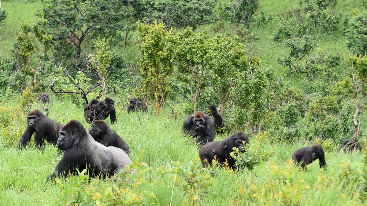 Gorilla safari in Lesio Louna in congo Republic-Pieland Gorilla Safaris