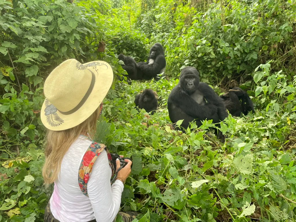 A tourist comes upclose to gorillas in Virunga National Park during a 14 Days Congo Wildlife Safari.