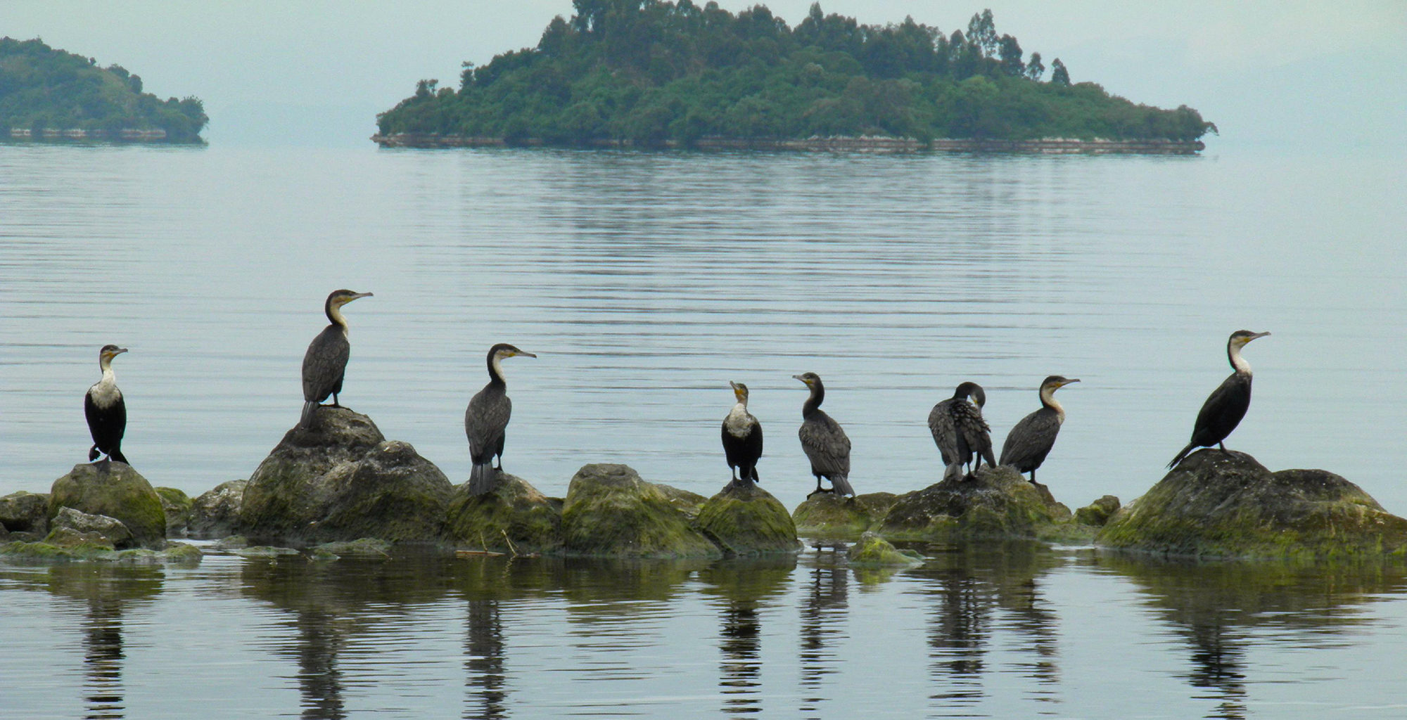 Bird watching in Rwanda with Pieland Gorilla Safaris.