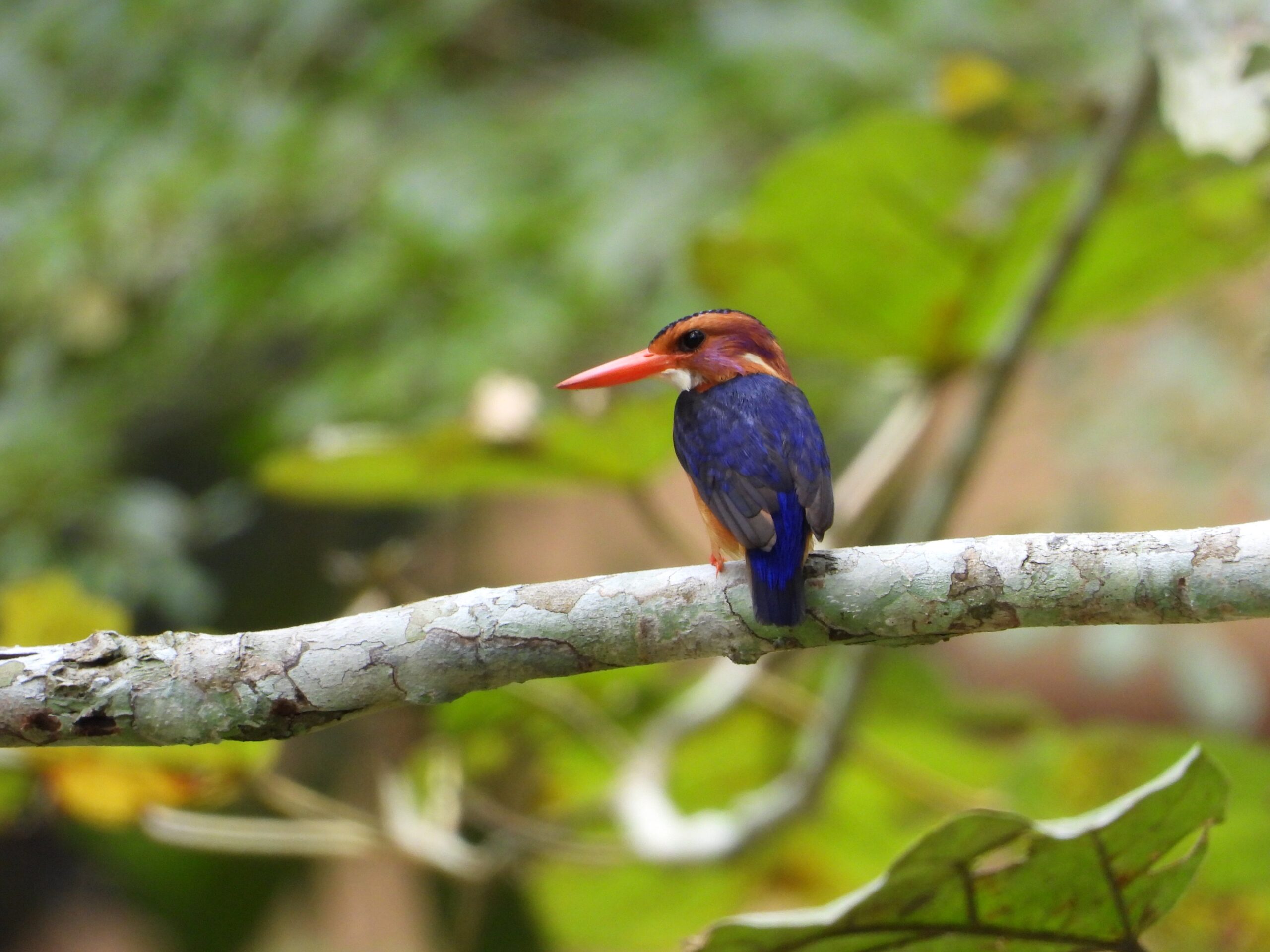 Birding Safaris are also done in Okapi Game Reserve.