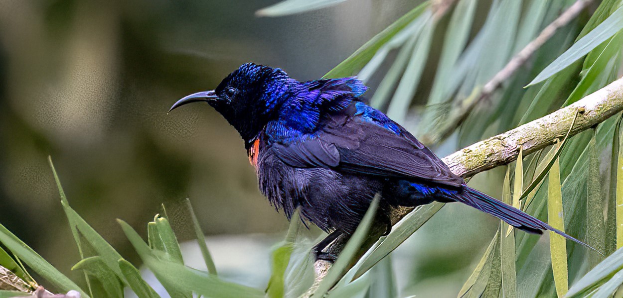 Birding in Virunga National Park is one of the wildlife experiences to enjoy on affordable Congo gorilla tours.