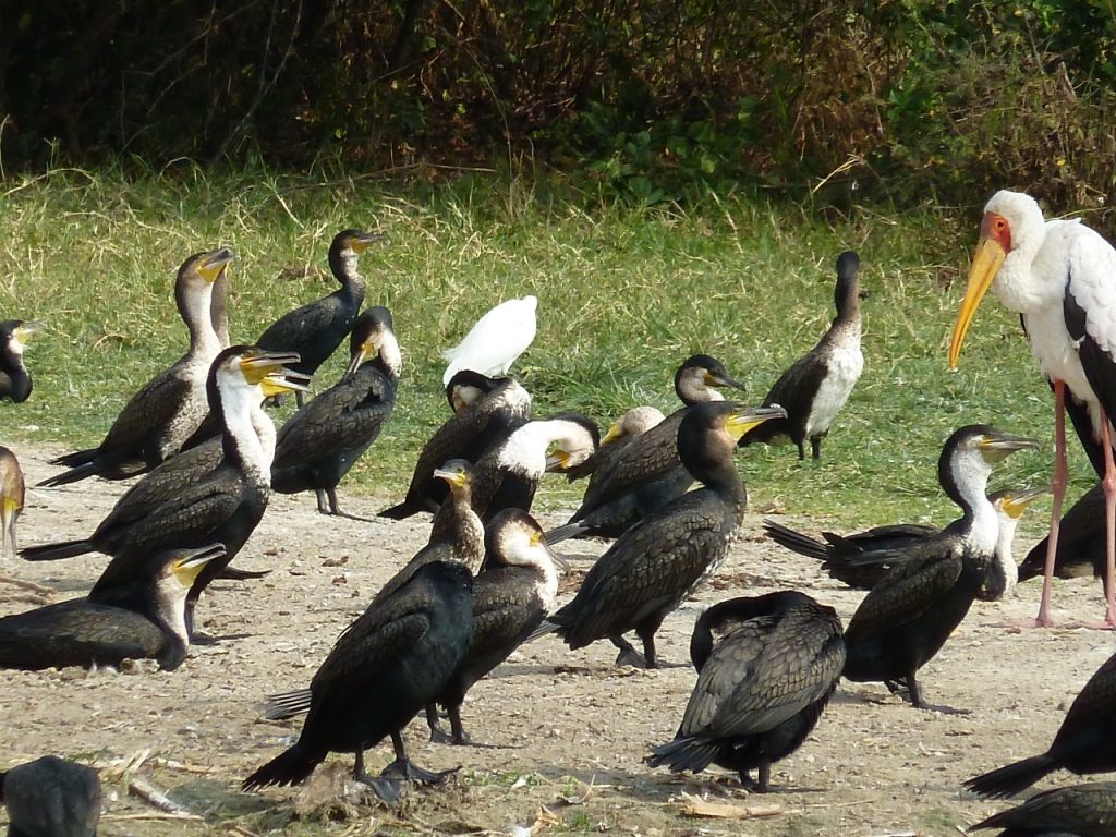 Birdlife on Kazinga Channel Channel gives an opportunity to anglers to spot different bird species on their fishing safari with Pieland Gorilla Safaris.