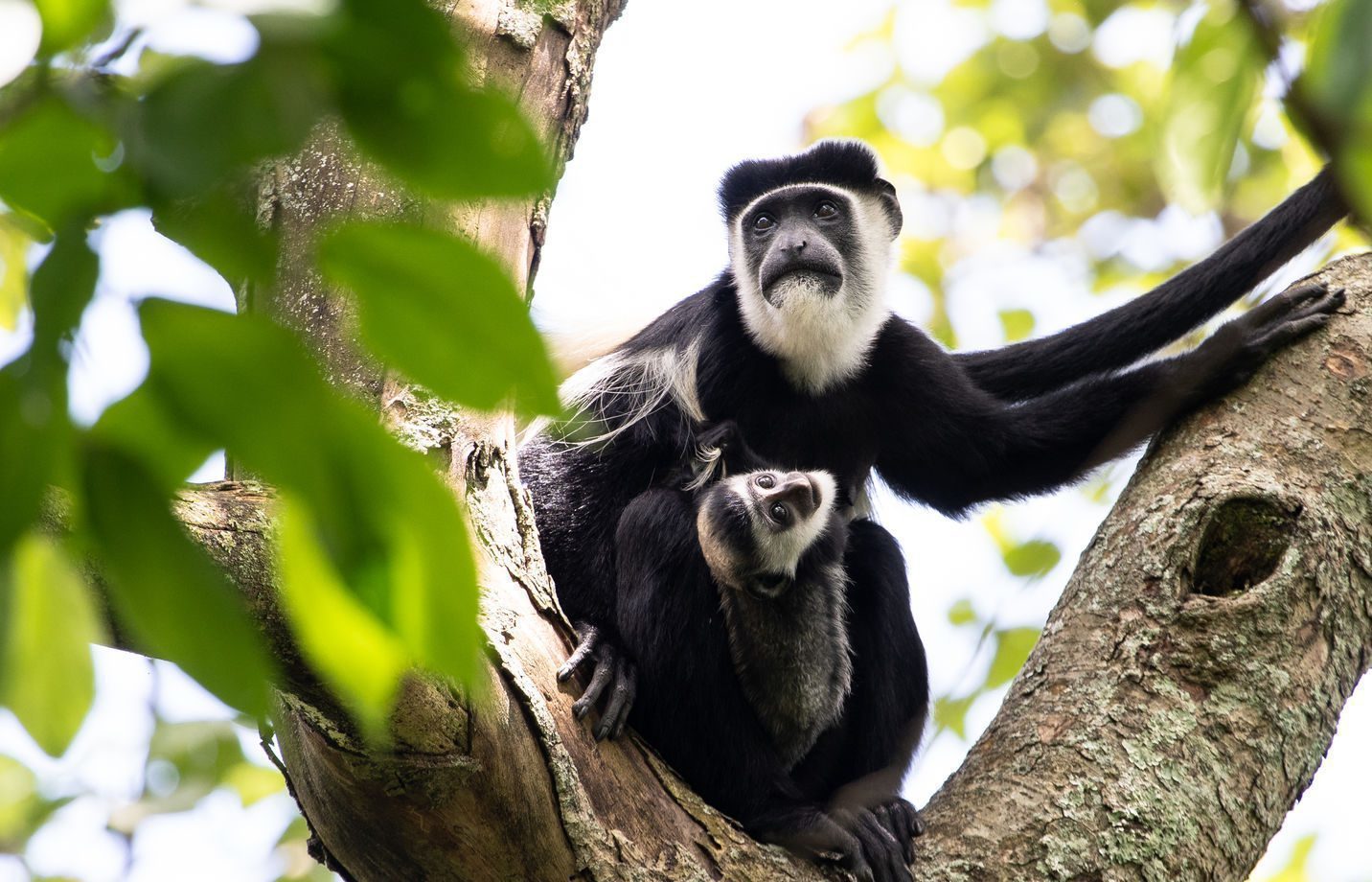 Black and white colobus monkeys are als encountered during gorilla adventure as part of the wildlife.