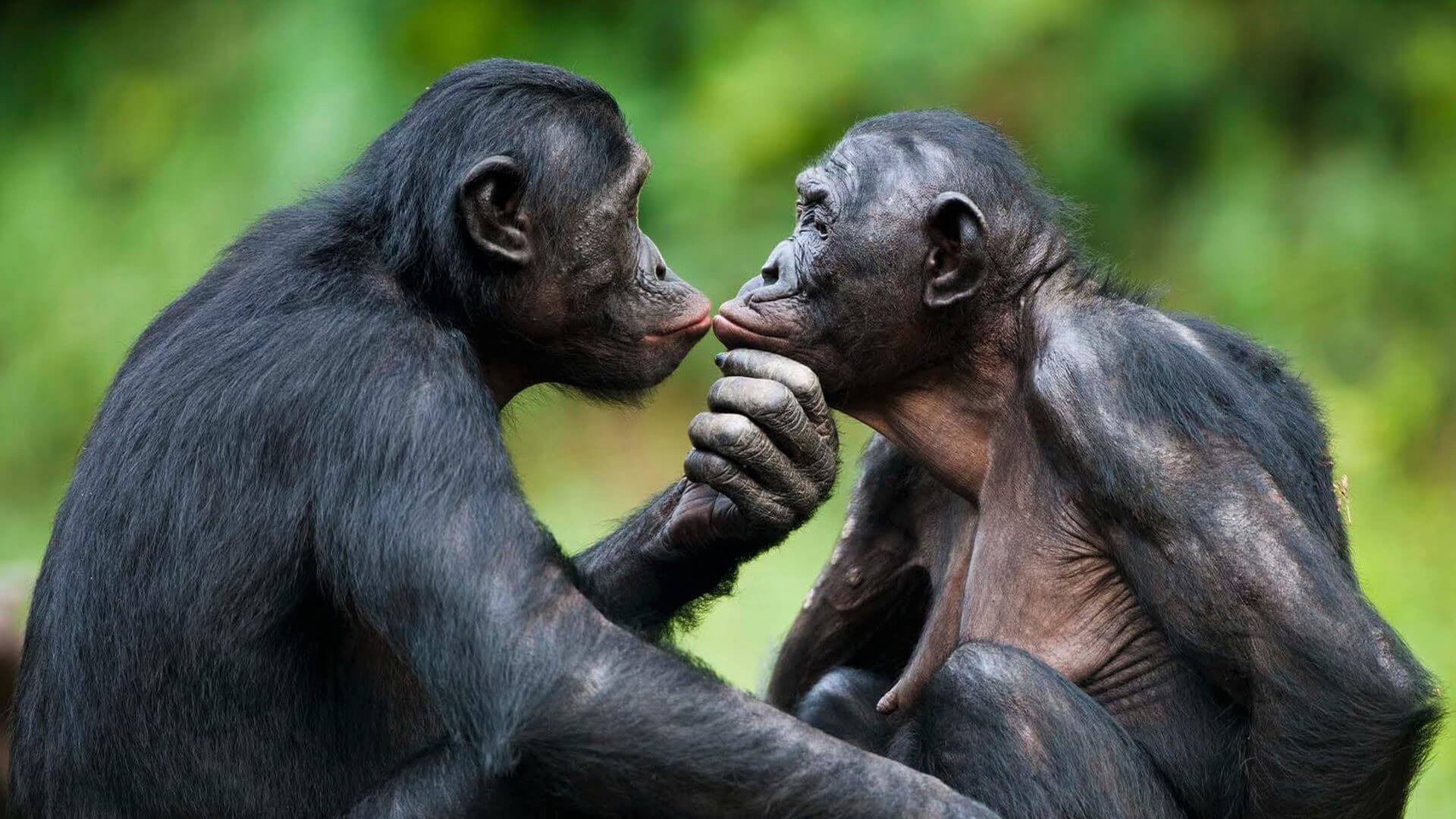 Bonobos kissing in their natural habitat.