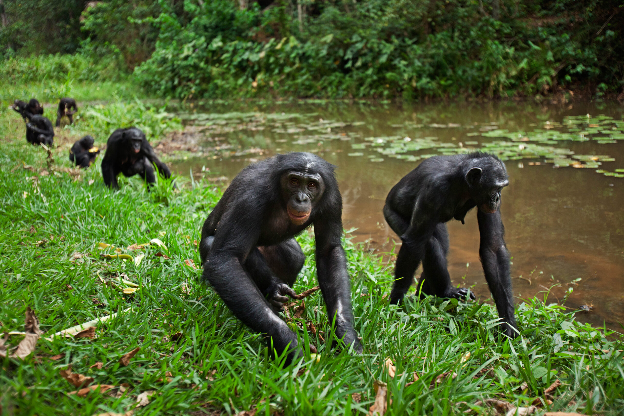 Bonobo tracking is done in Salonga National Park as seen in the photo bonobos walking.