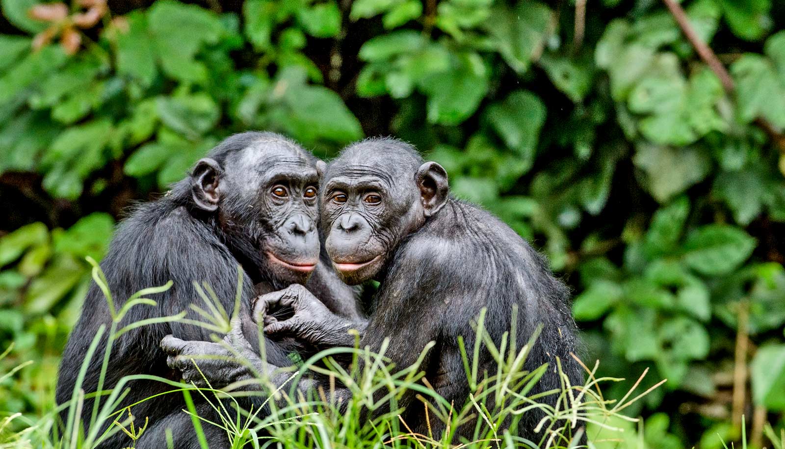 Bonobo tracking is one of the major activities done in Salonga National Park.