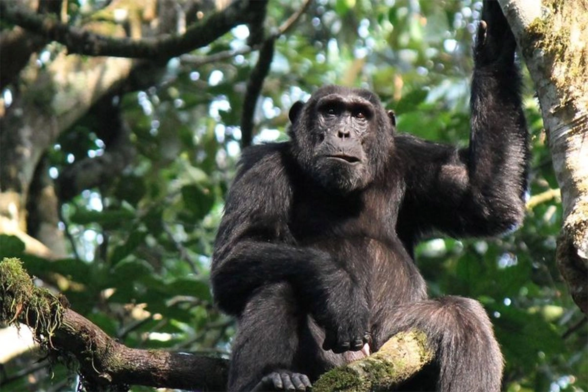 The wildlife experiences in Virunga National Park include chimpanzee tracking and chimpanzee experiences alongside the famous mountain gorilla trekking adventures, giving visitors the opportunity to encounter some of Africa’s most fascinating primates in their natural rainforest habitat.