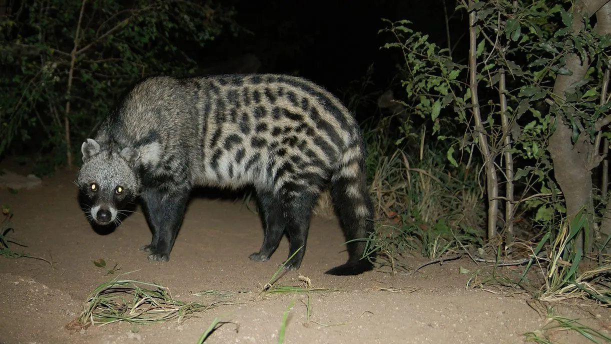 Civet is one of the Congo mammals found in Tayna Gorilla Reserve