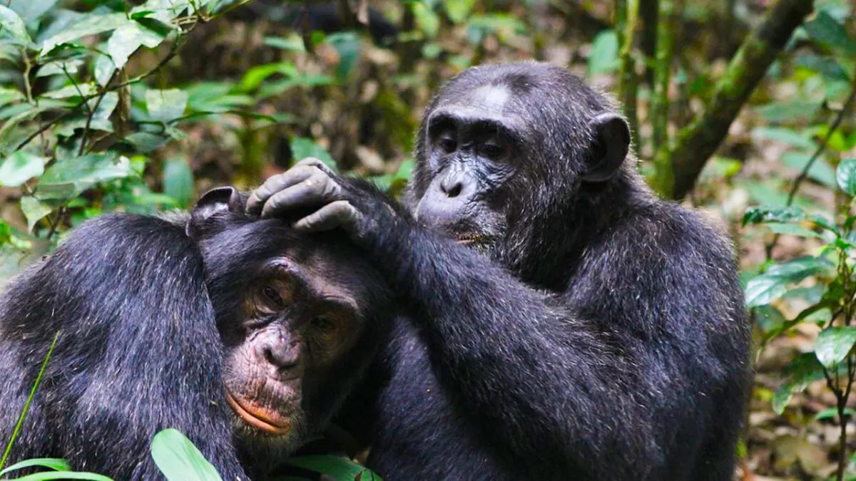 Chimpanzee Trekking in Congo in Kauzi-Biega National Park with Pieland Gorilla Safaris.