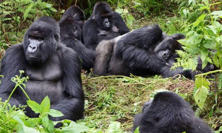 Gorilla trekking in Congo with the best gorilla trekking company .