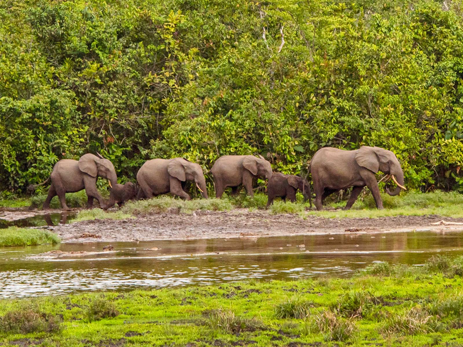 Forest elephants in congo encountered during the jungle trek in search of primates with Pieland Gorilla Safaris.