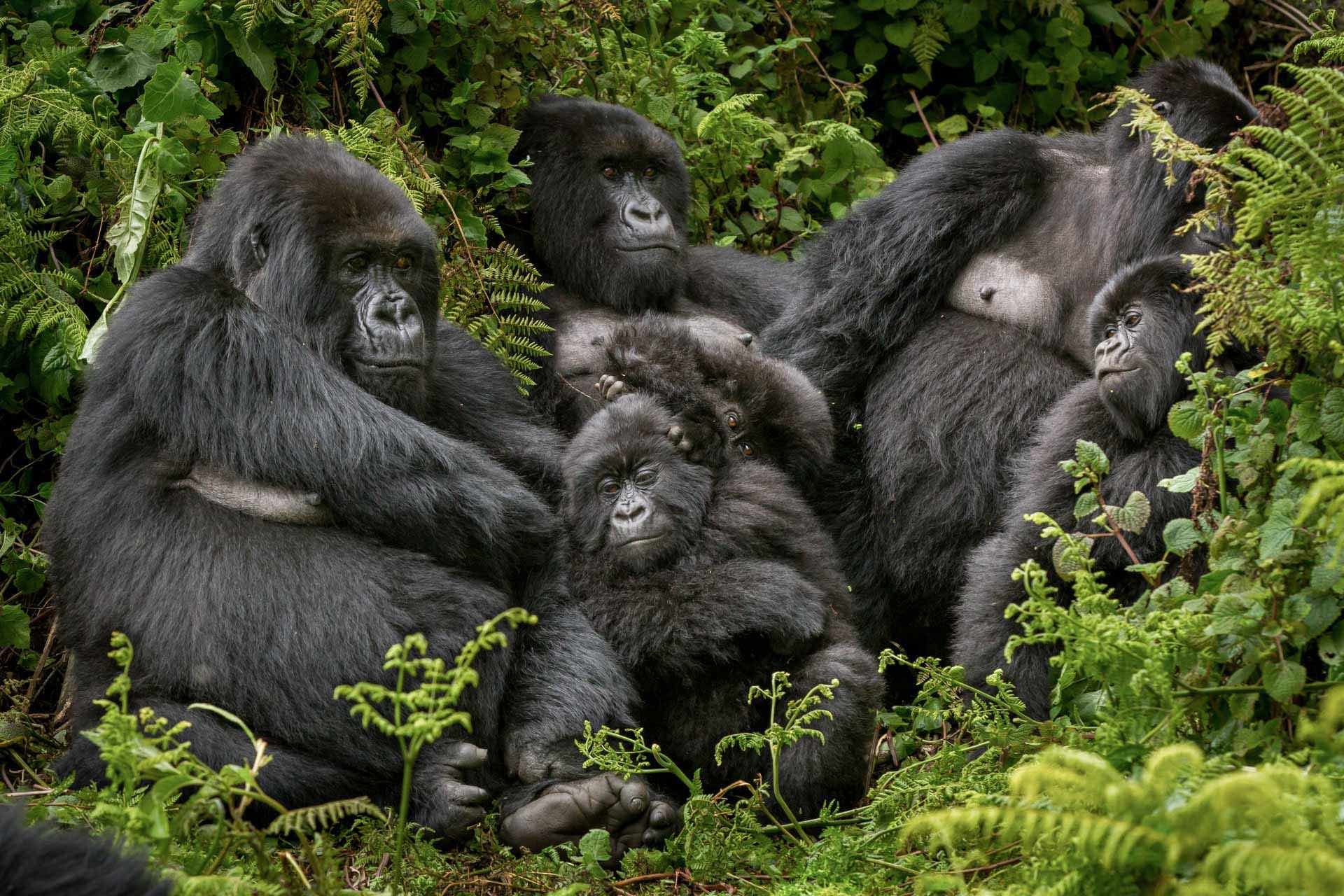 Gorilla family.