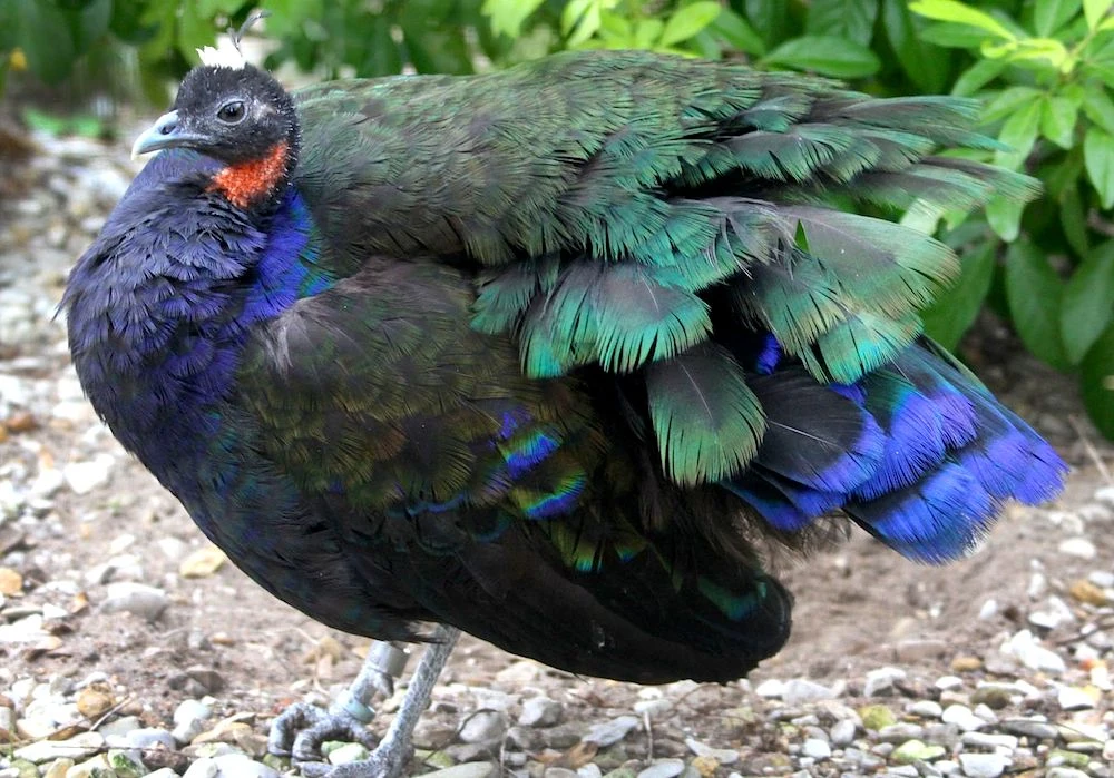 Congo peafowl is one of the bird species found in Salonga National Park.