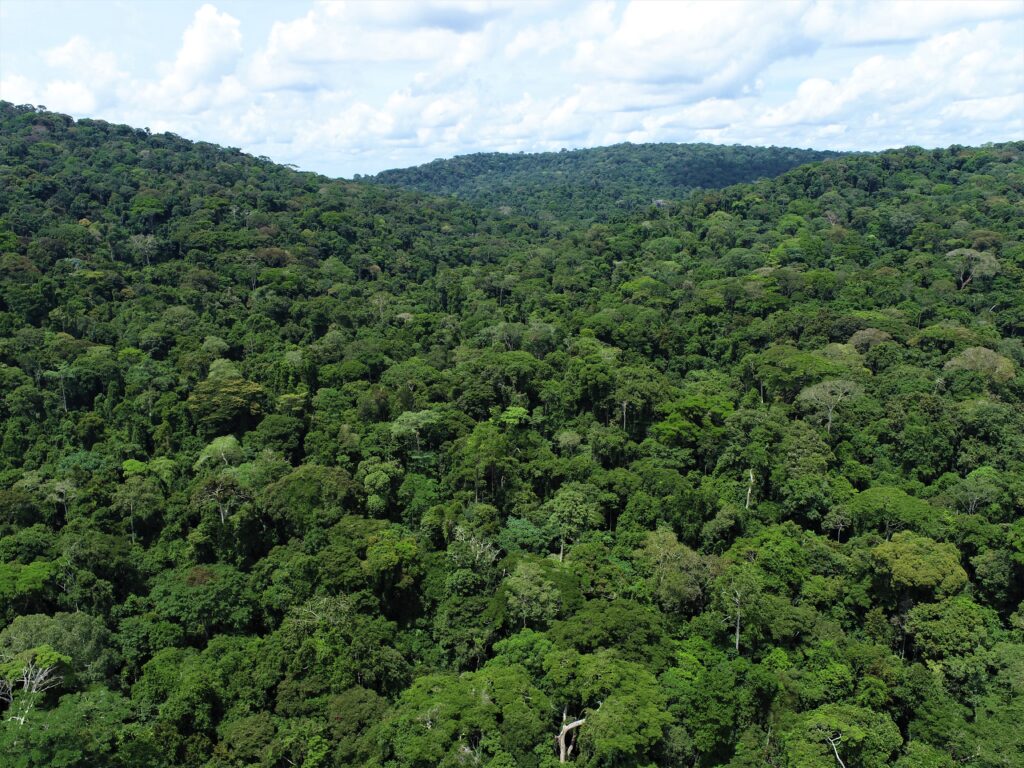 One of the best Congo tour safari deals is to visit the rainforest jungle that offers raw adventure experience.