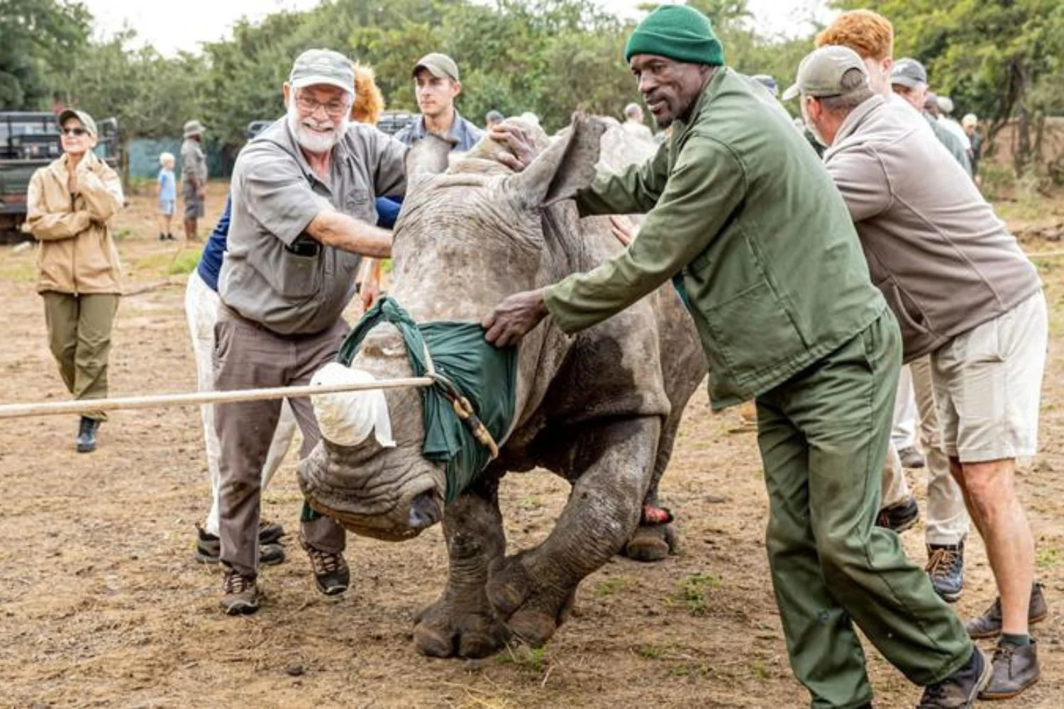 White rhino introduction as part of conservation.