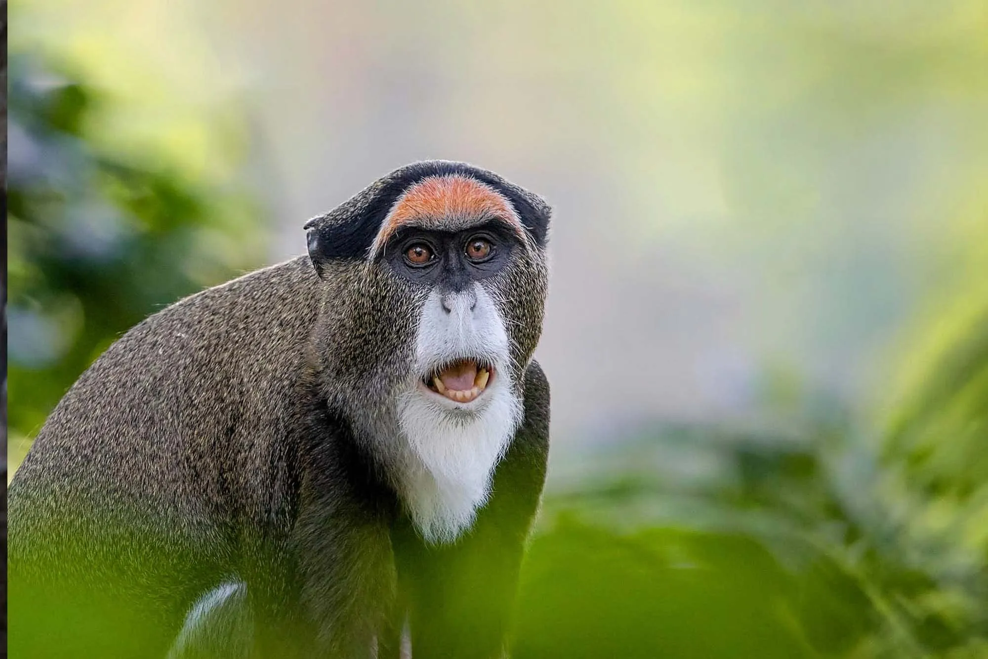 Forest Monkey in Maiko National Park.