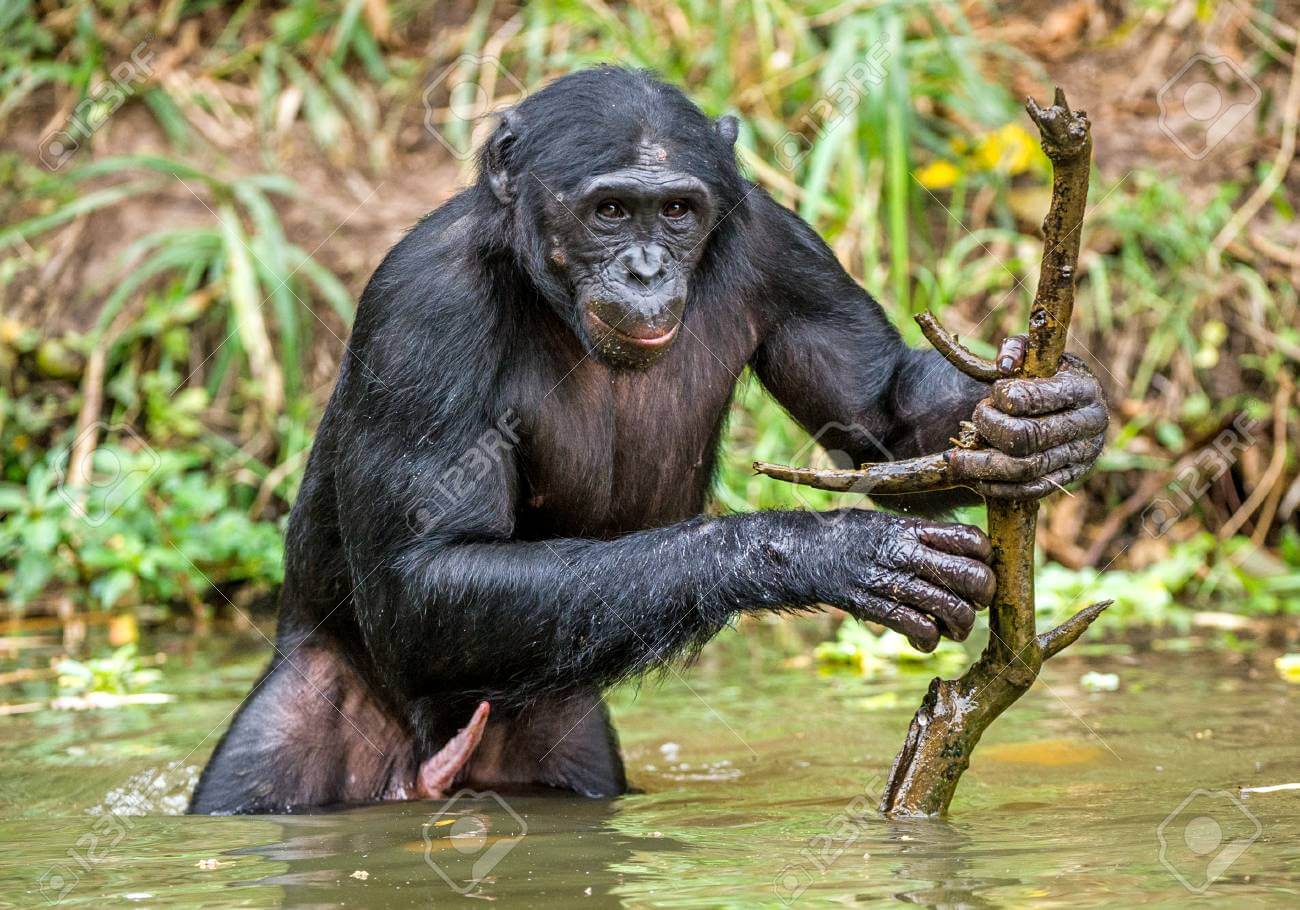 Not only gorillas but Congo is also a home of dwarf chimpanzee which can also be encountered during a trip with Pieland Gorilla Safaris.