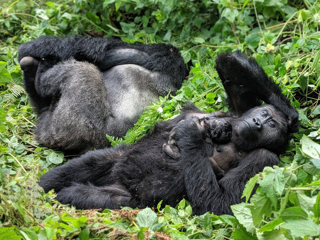 Eastern lowland gorillas.