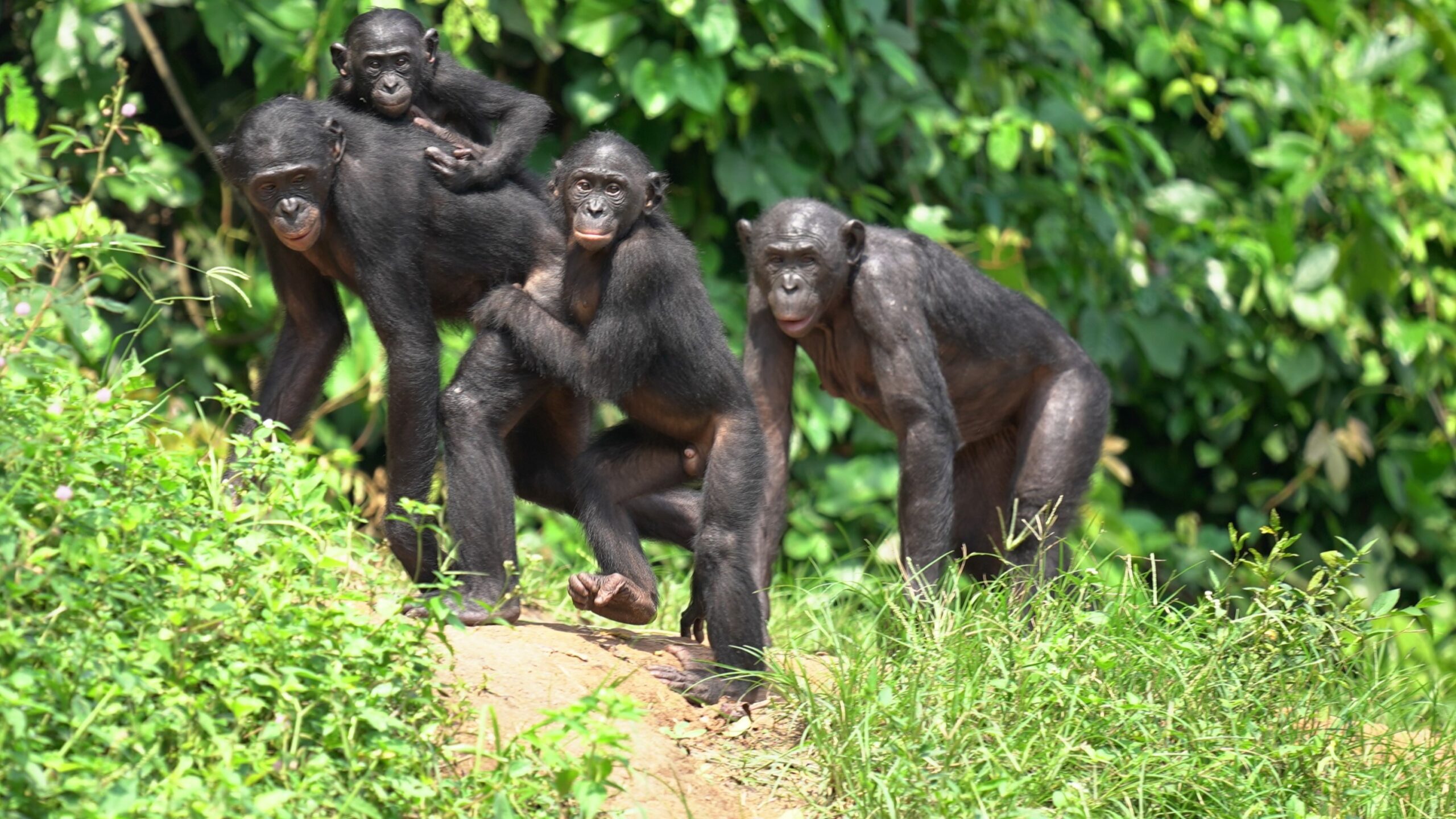Ekolo ya Bonobo Community Reserve is a community-based conservation area dedicated to protecting bonobos and the Congo rainforest. The reserve offers immersive bonobo tracking experiences, guided forest walks, birdwatching, and cultural interactions with local communities, giving travelers a unique opportunity to support conservation while exploring one of Congo’s remarkable primate destinations.