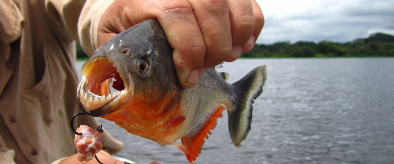 Fishing on Kazinga Channel with Pieland Gorilla Safaris.