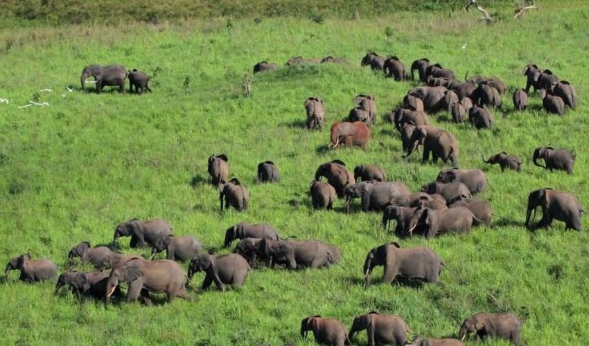 Elephants roaming across the open savannah grasslands.