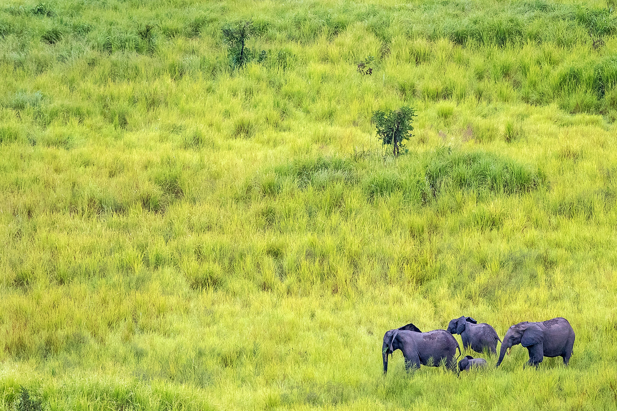 Garamba National Park offers wildlife safari in Congo.