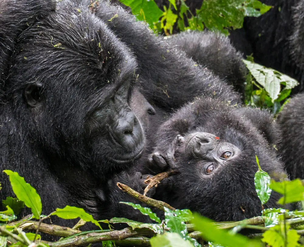 Gorillas in Bwindi Impenetrable National Park photographed during an expedition organised by Pieland Gorilla Safaris. 