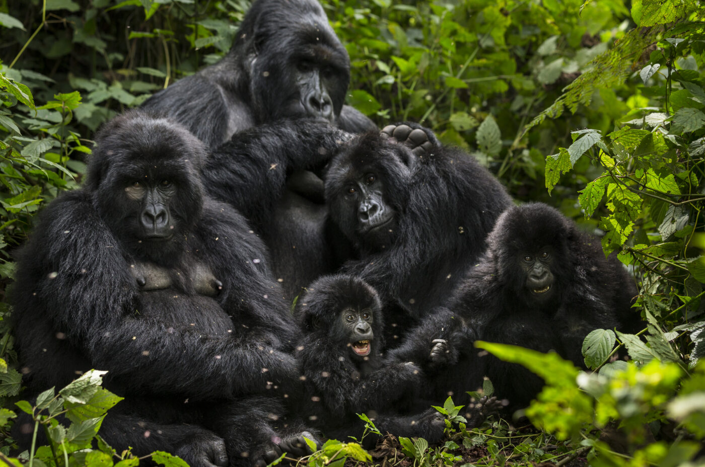 The gorilla families in Congo, especially in Virunga National Park, are truly captivating. These mountain gorillas live in tight-knit groups, each led by a dominant silverback. Watching them interact, from playful youngsters to the nurturing mothers, offers a profound glimpse into their social bonds. The lush, misty forests of Virunga provide the perfect backdrop for such incredible wildlife experiences. With Pieland Gorilla Safaris, you can embark on an unforgettable trek to observe these majestic creatures in their natural habitat, ensuring a once-in-a-lifetime encounter with Congo's unique wildlife.