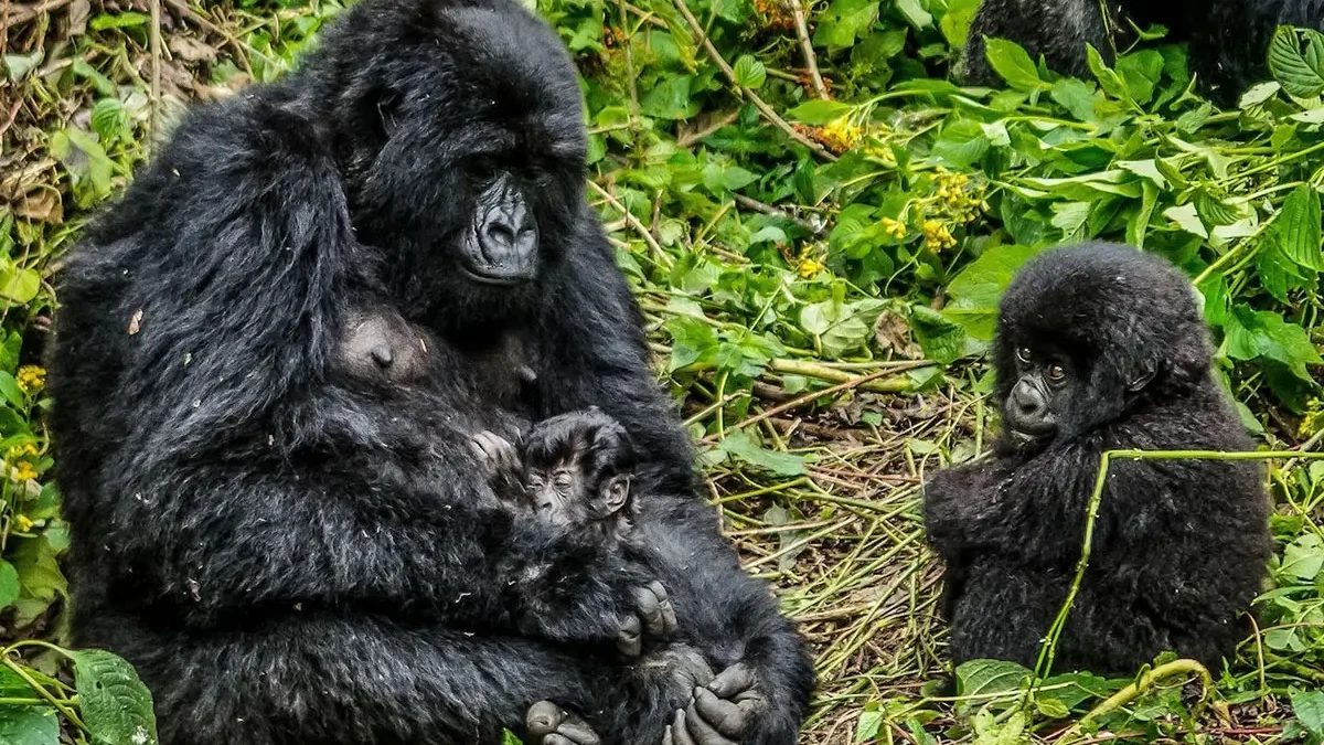 Kabirizi gorilla family.