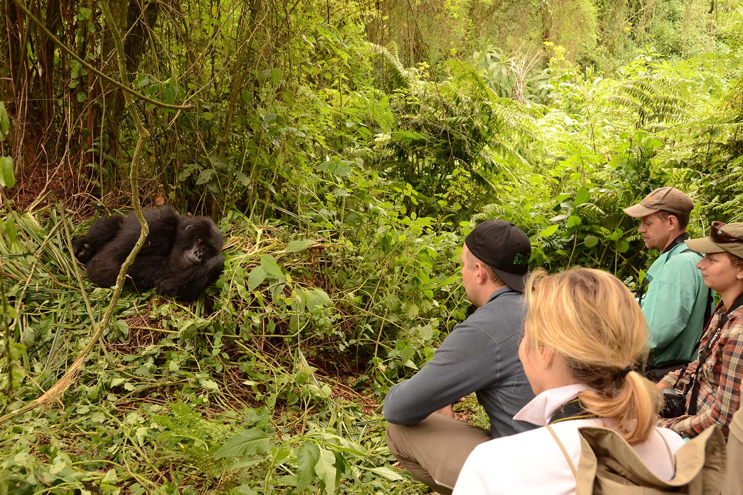 Gorilla trekking in Rwanda as compared to Congo.