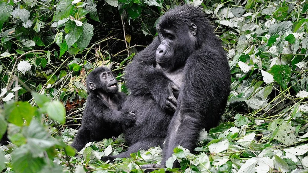 This package also includes the unforgettable experience of gorilla trekking in Virunga National Park, expertly organized by Pieland Gorilla Safaris.
