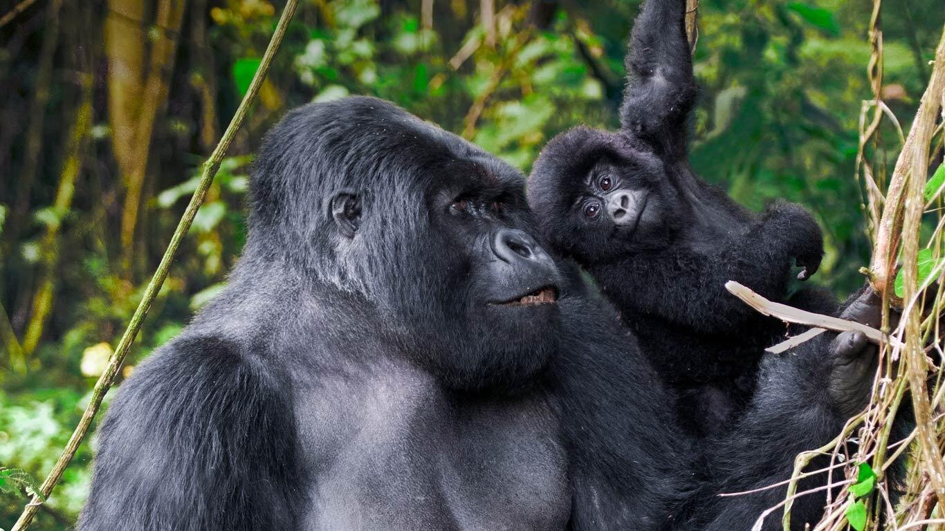 Gorillas in Virunga National Park, DRC, are a highlight of the park's biodiversity, offering a rare and intimate trekking experience. These critically endangered mountain gorillas thrive in the volcanic slopes of the Virunga Mountains, surrounded by lush rainforests. Trekking in Virunga with Pieland Gorilla Safaris provides an unforgettable chance to observe these magnificent creatures up close, with expert guides ensuring a respectful and safe interaction. The park is home to half of the world’s remaining mountain gorillas, making it one of the best destinations for wildlife enthusiasts seeking an authentic African adventure.